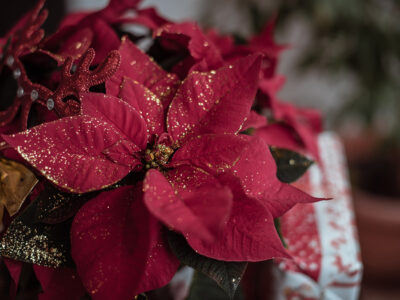 coping with holiday grief as a caregiver